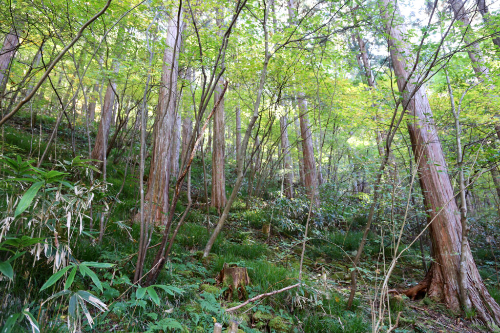 Hinoki cypress trees that have grown for hundreds of years